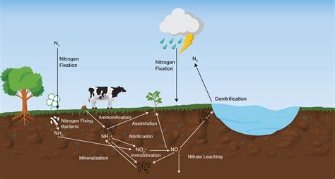 catena avanza|Alterations in carbon and nitrogen cycling mediated by soil .
